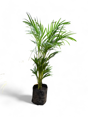 Bamboo Palm - Chrysalidocarpus Lutescens 20L