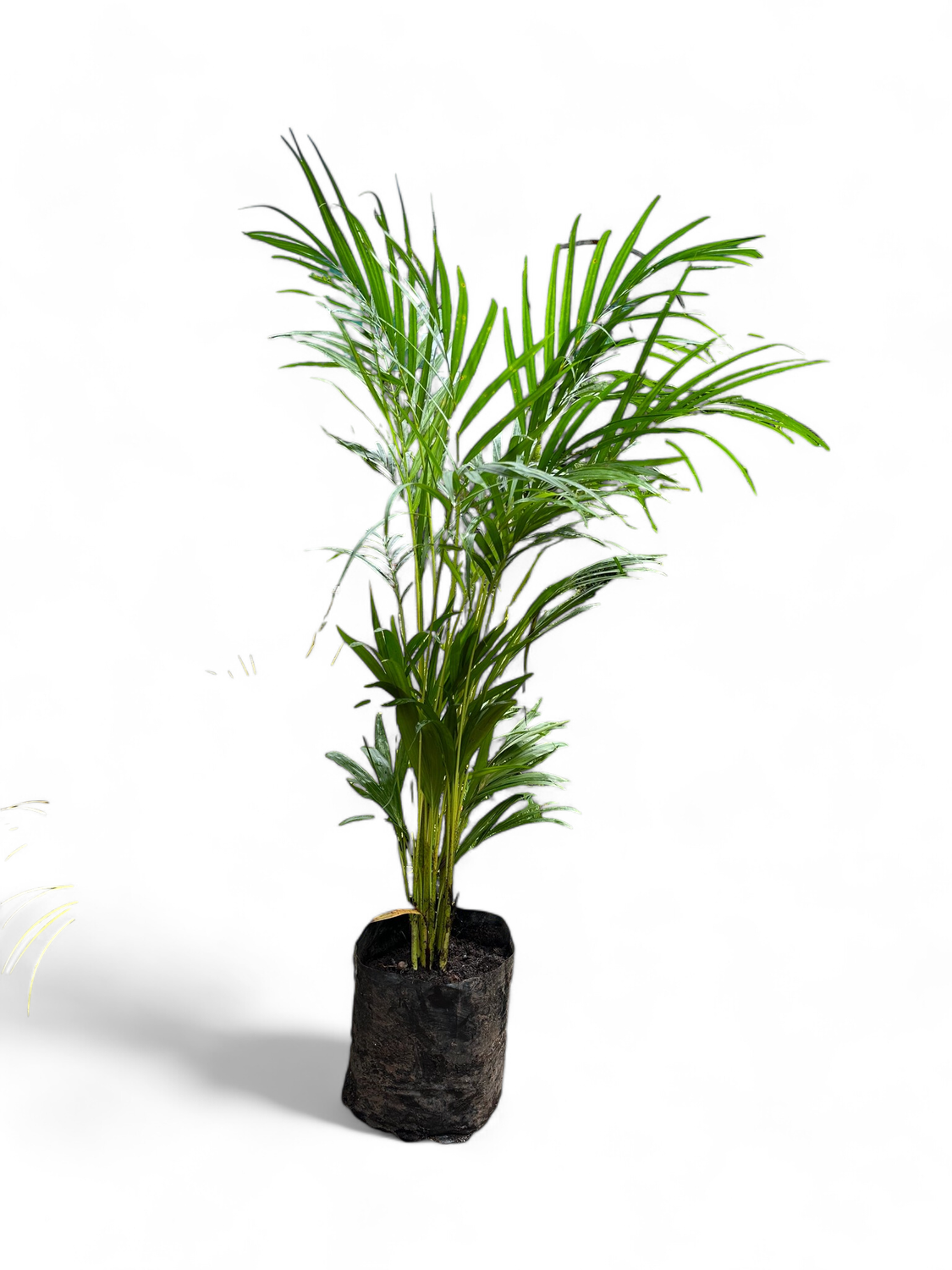 Bamboo Palm - Chrysalidocarpus Lutescens 20L
