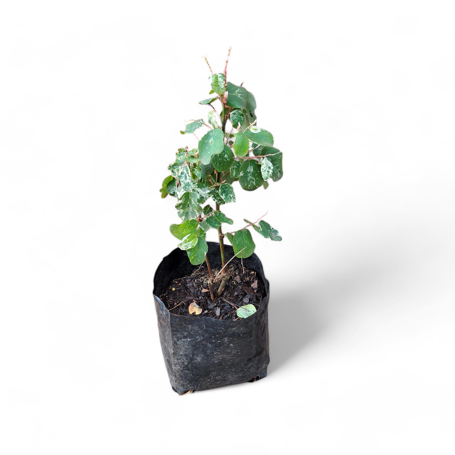 Breynia Nivosa (White) - Ice Cream Bush 2.5L