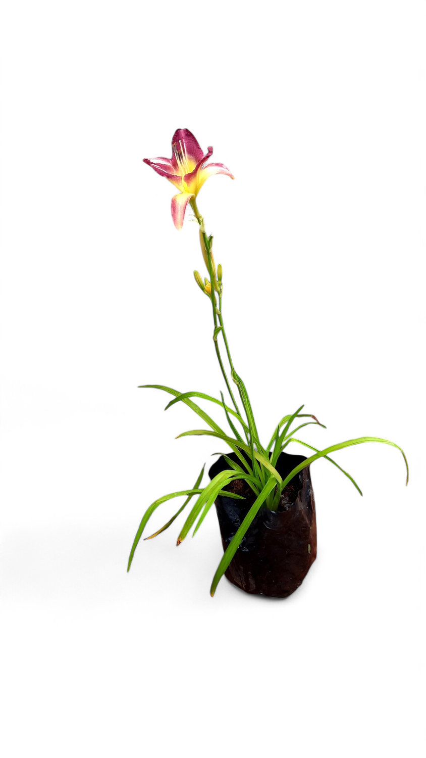 Hemerocallis Day Lillies 4L - Landscaping Mix, mainly orange and dark maroon