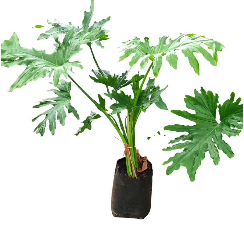 Philodendron Selloum 10L