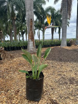 Strelitzia reginae "Mandela's Gold" 20Liter