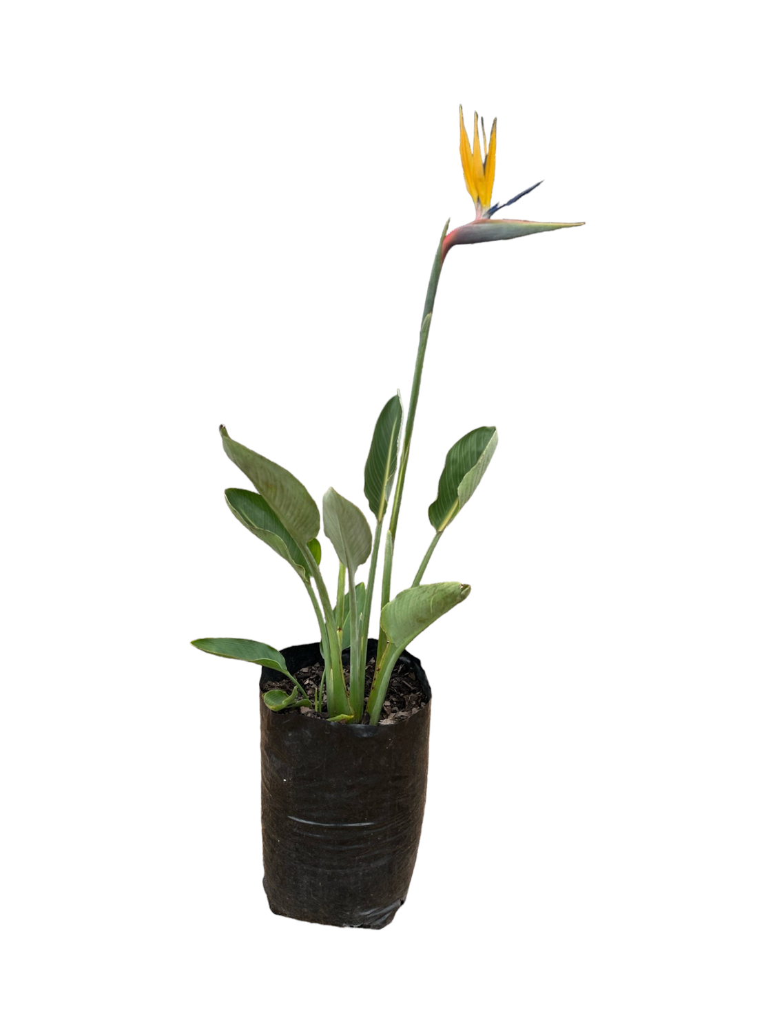 Strelitzia reginae &#39;Mandela&#39;s Gold&#39; 20 liter
