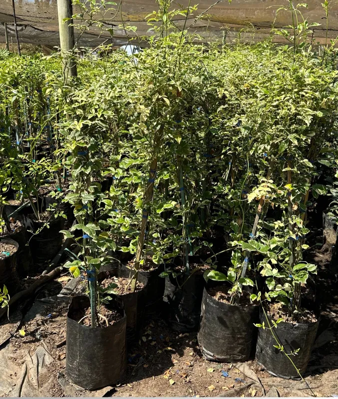 Pandorea jasminoides Variegata "Variegated Bower Vine" 10Liter