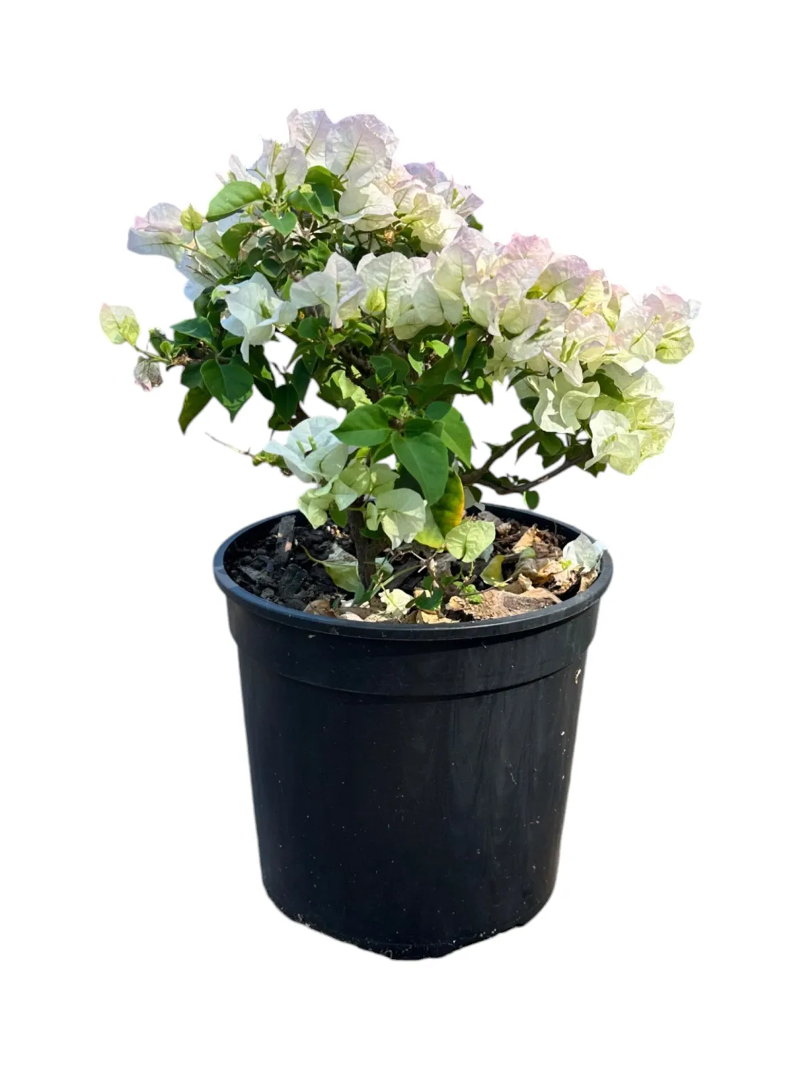 Bougainvillea Various Colours Ball 23cm Pot