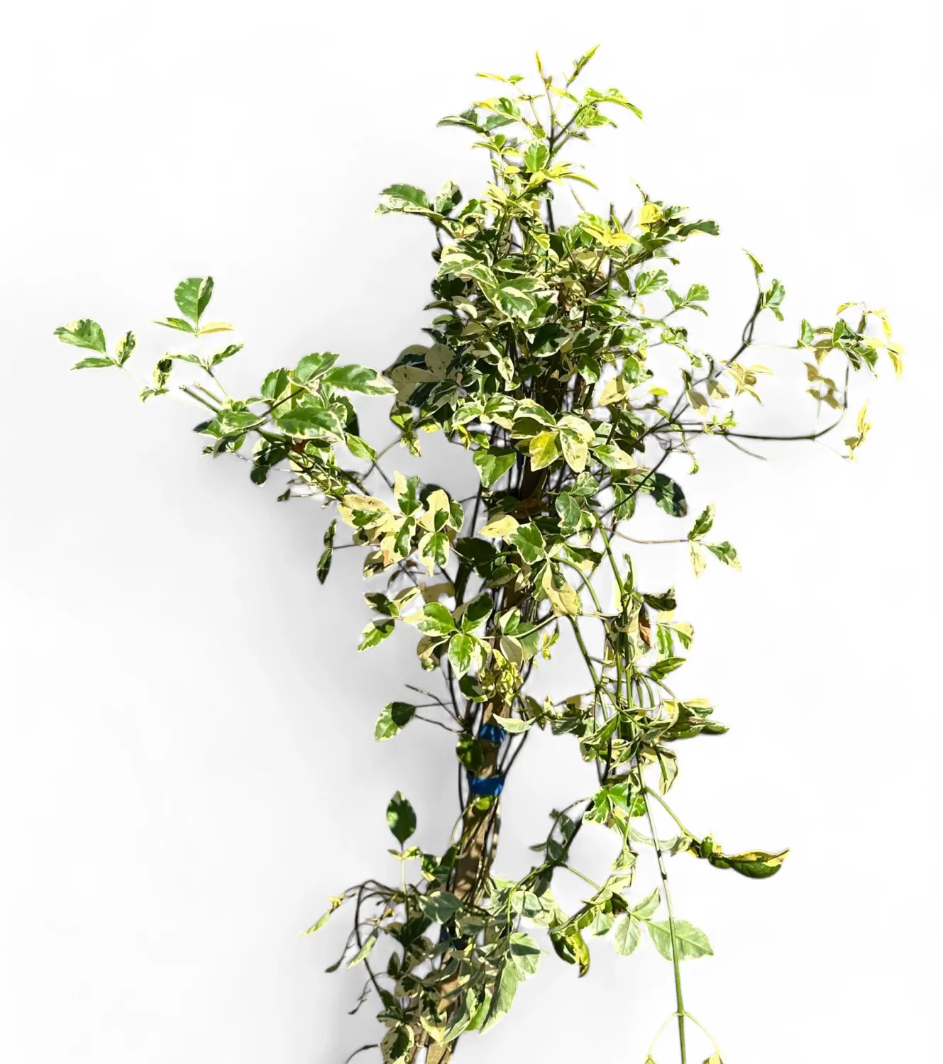 Pandorea jasmininoides variegata 10 Liter