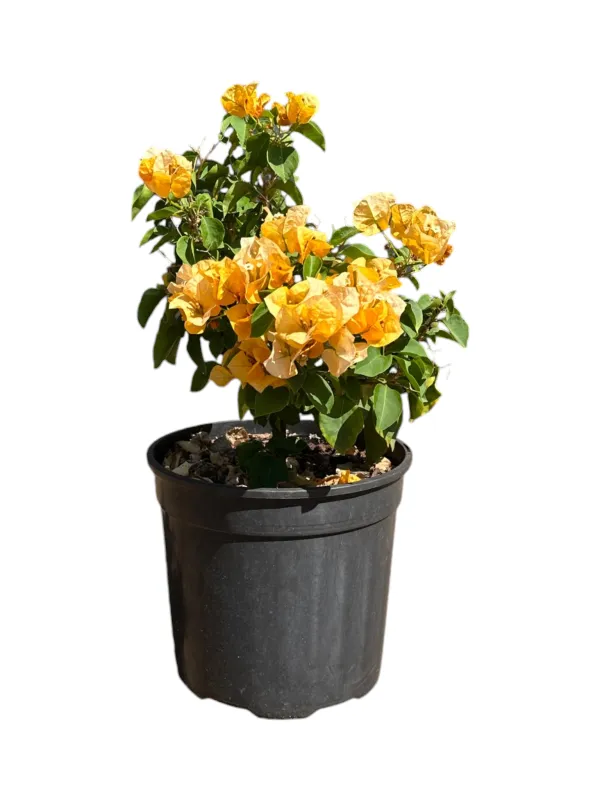 Bougainvillea Ball "Various Colours" 23cmPot (NOT FLOWERING NOW FEB2026)
