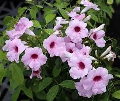 Pandorea jasminoides Rosea "Pink Trumpet Vine" 10Liter