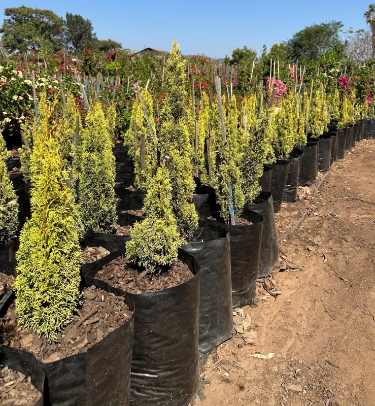 Cupressus Sempervirens "Swanes Gold Cypress" 40Liter
