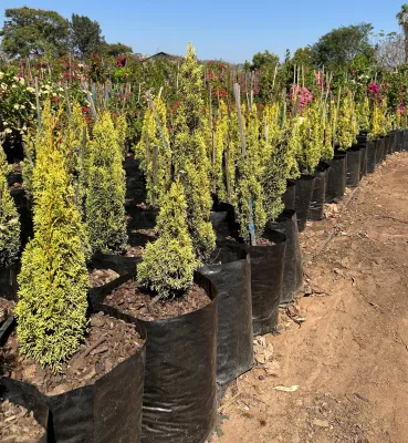 Cupressus Sempervirens "Swanes Gold Cypress" 40Liter