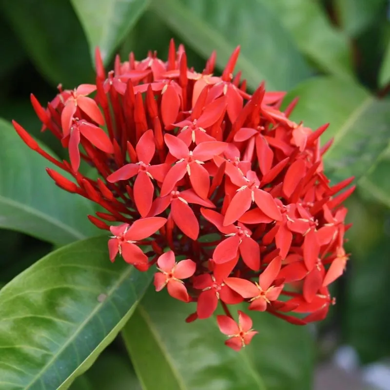 Ixora coccinea - Red - Large leaf 2.5 Liter