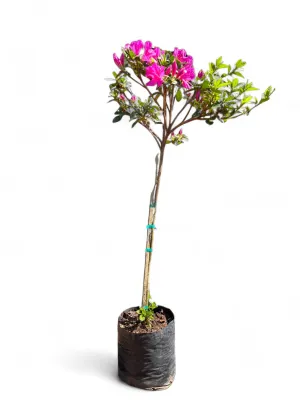 Azalea Grandiflora Standard Magenta 12 liter