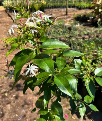 Jasminum Stenolobum "Wild Jasmine" 10Liter