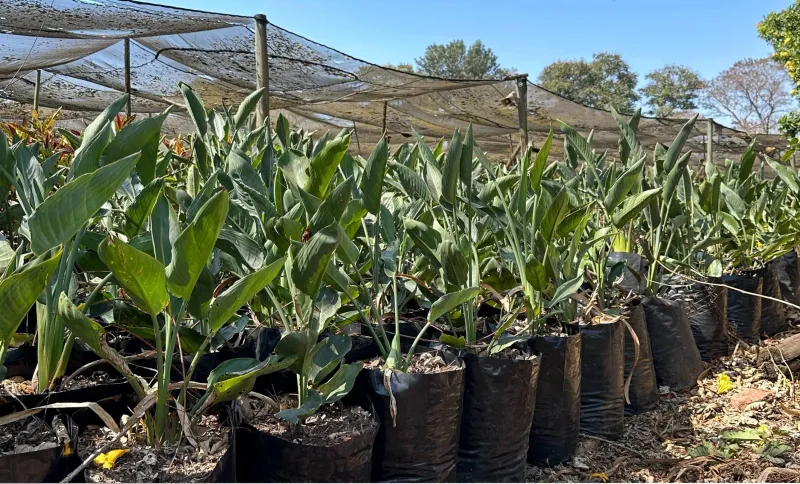 Strelitzia Reginae "Bird Of Paradise" 10 Liters