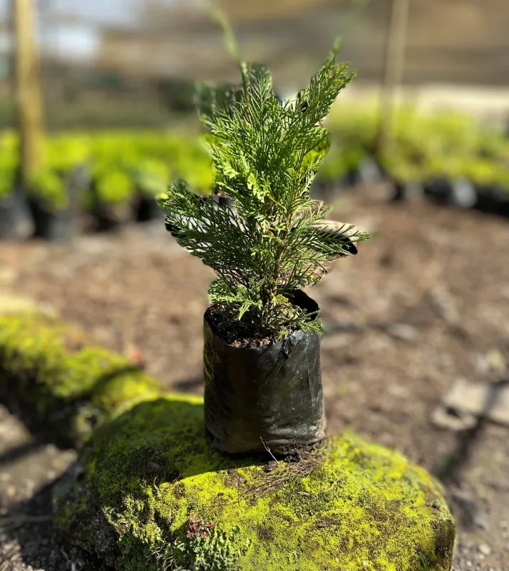 Platycladus orientalis "Oriental Arborvitae" 2.5Liter
