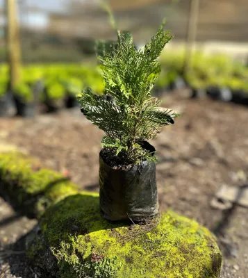 Platycladus orientalis "Oriental Arborvitae" 2.5Liter