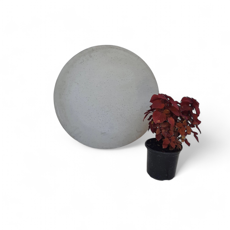 Round Stepping Stone EXTRA LARGE Cement Finish - 585x60mm - 39kg