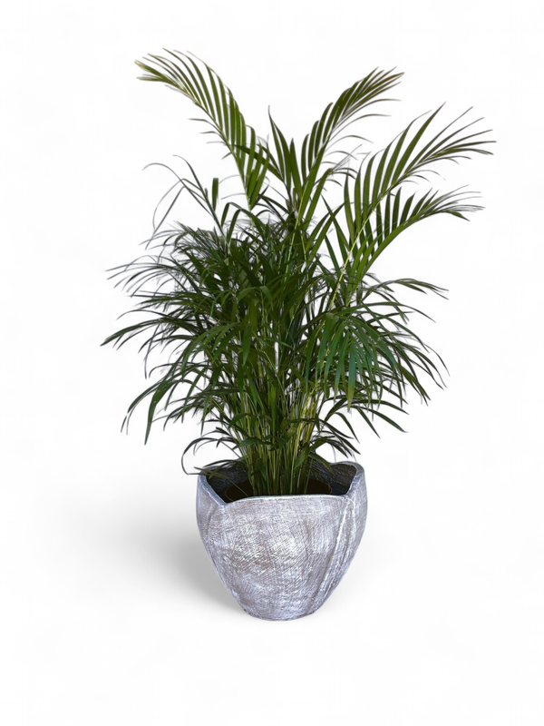 Rose Planter Small Whitewash Finish - H260mm - 7kg