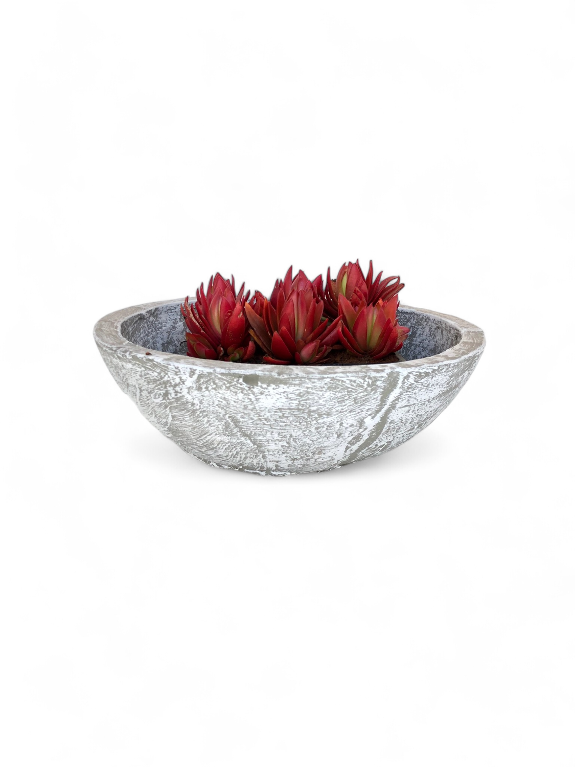Crassula &amp; Cactus Pot Medium Whitewash Finish - H100mm x W340mm - 4kg