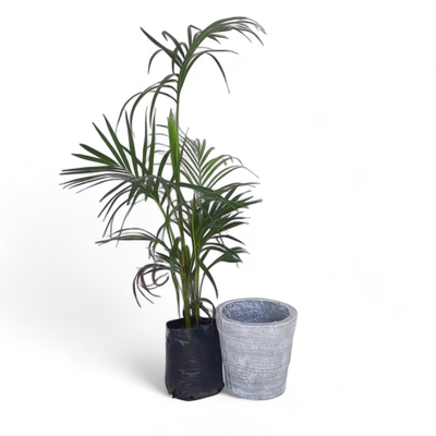 Violet Pot Large Whitewash Finish - H340mm - 13kg