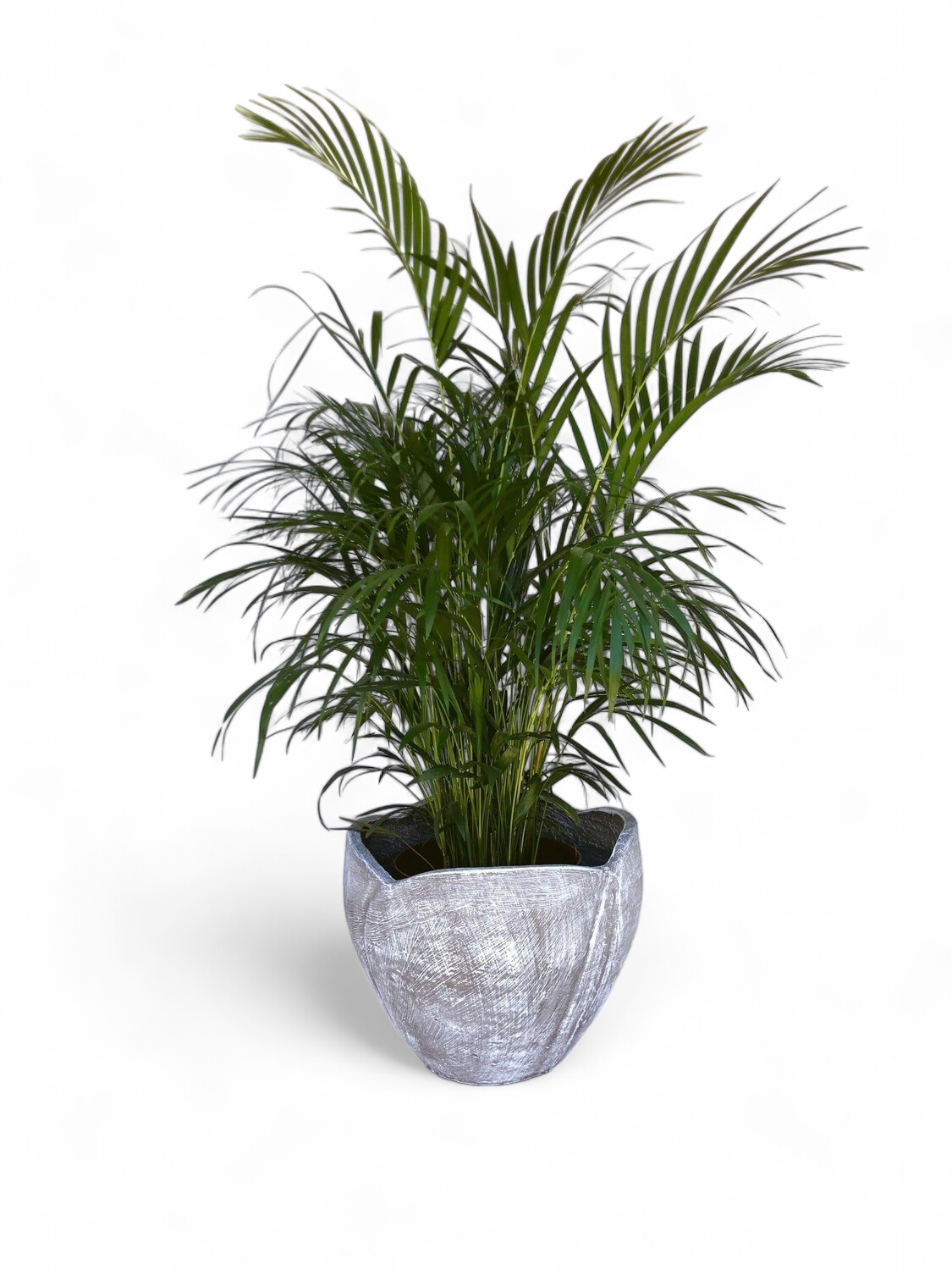 Rose Planter Medium Whitewash Finish - H300mm - 12kg