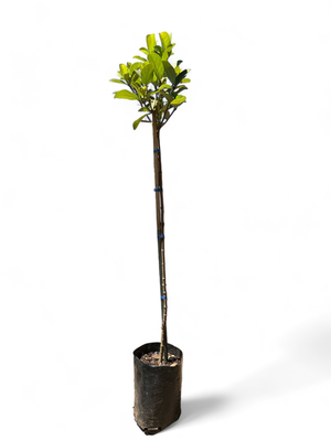 Viburnum odoratissimum sinensis Standard 10 Liter