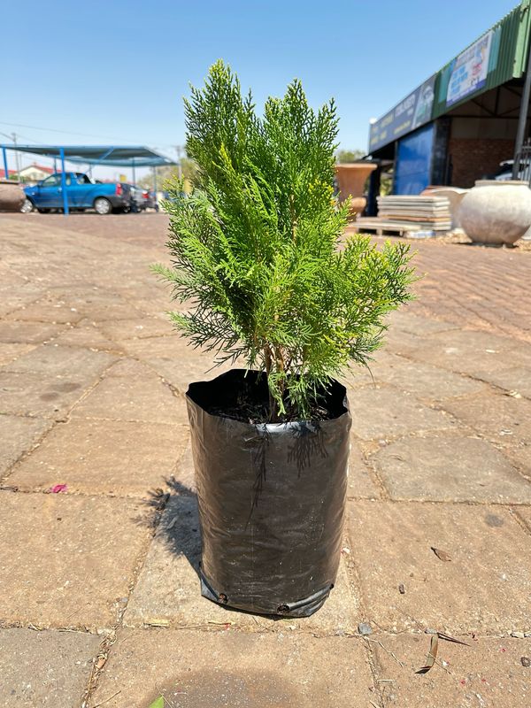 Platycladus orientalis "Aurea Nana Compact Arborvitae" 10Liter
