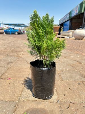 Platycladus orientalis "Aurea Nana Compact Arborvitae" 10Liter