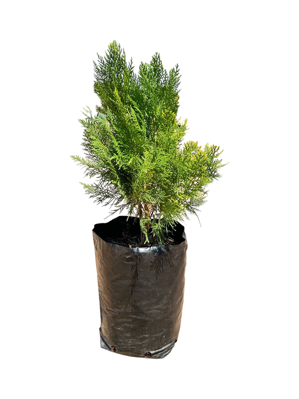 Platycladus orientalis &#39;Aurea Nana Compacta&#39;  10 liter