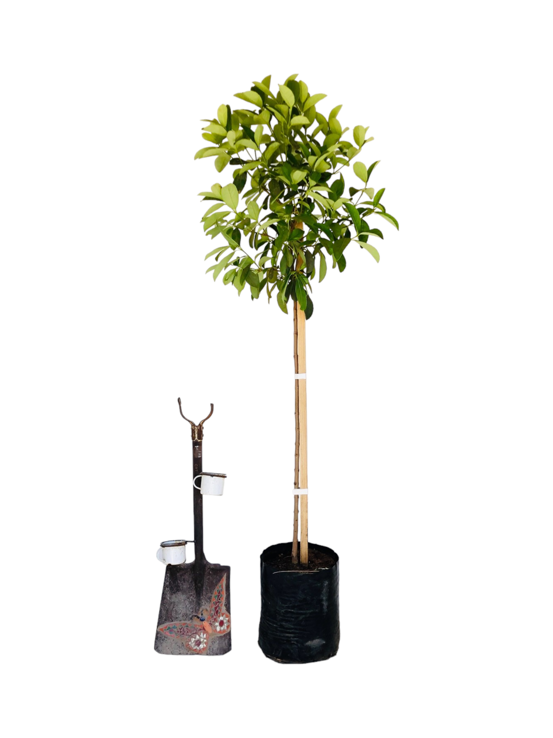 Viburnum Odoratissimum Standards Large 20 liter