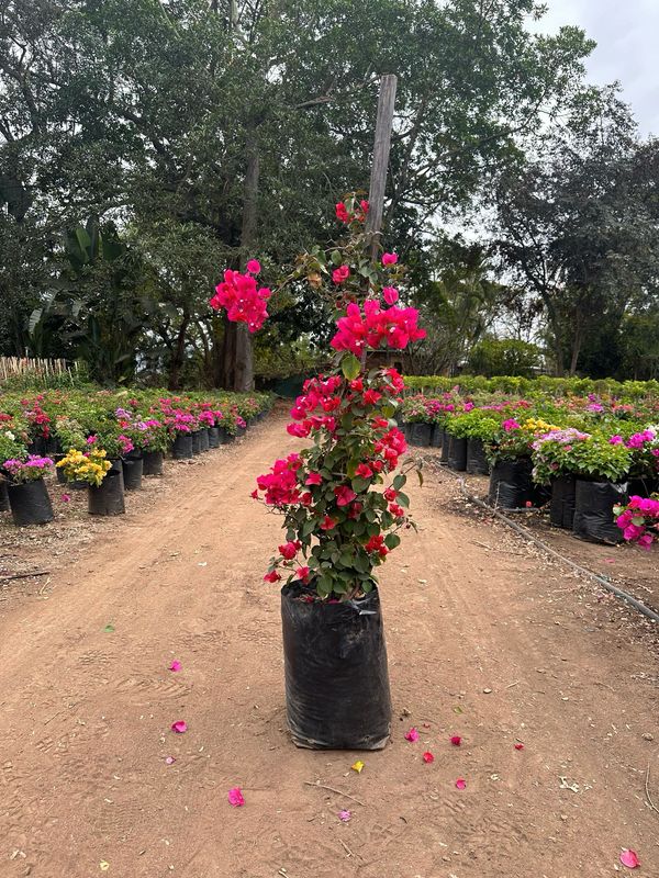 Bougainvillea STAKED "Red Paper Flower" 10Liter (NOT FLOWERING NOW FEB2026)