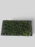 Mondo Grass Kyoto Dwarf 45 pack