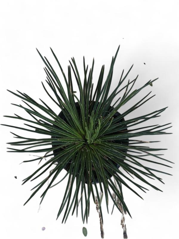 Agave Geminiflora "Thread Agave" 10Liter