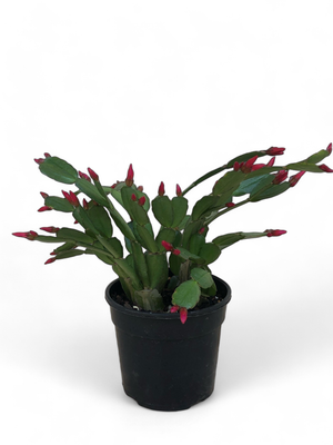 Zygo Cactus &quot;Schlumbergera&quot;  (Christmas Catus ) Mixed 14 cm