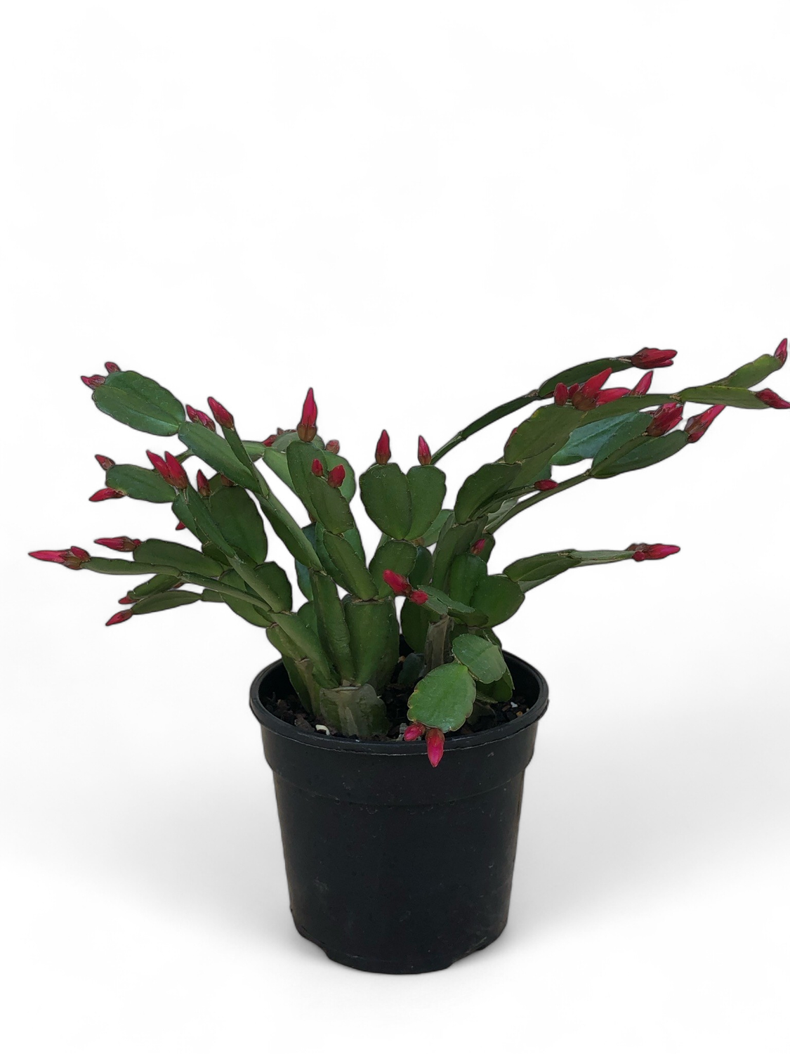 Zygo Cactus &quot;Schlumbergera&quot;  (Christmas Catus ) Mixed 14 cm