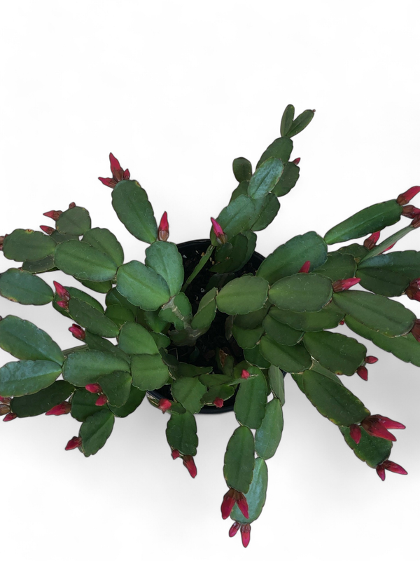 Schlumbergera Zygo Cactus "Christmass Cactus" 14 cmPot