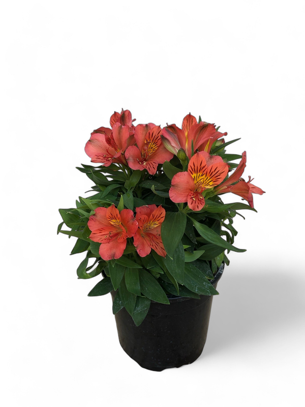 Alstroemeria Colorita "Inca Lily" 16.5cm Pot
