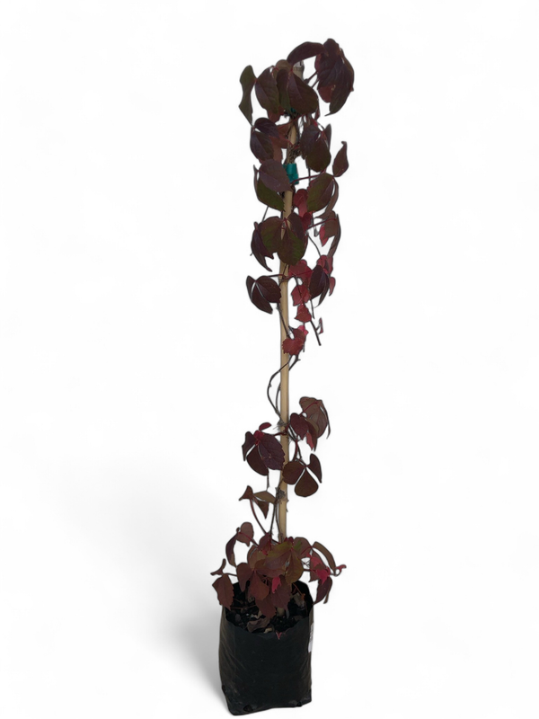 Parthenocissus Tricuspidata "Boston Ivy" 10Liter