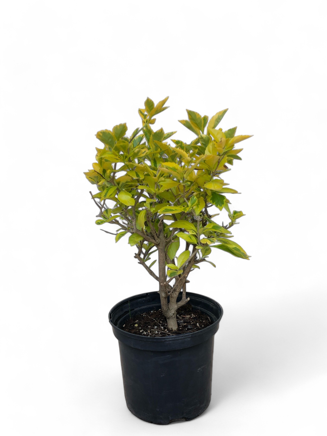 Duranta Variegated Ball 23cm Pot