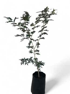 Murraya Exotica 20L