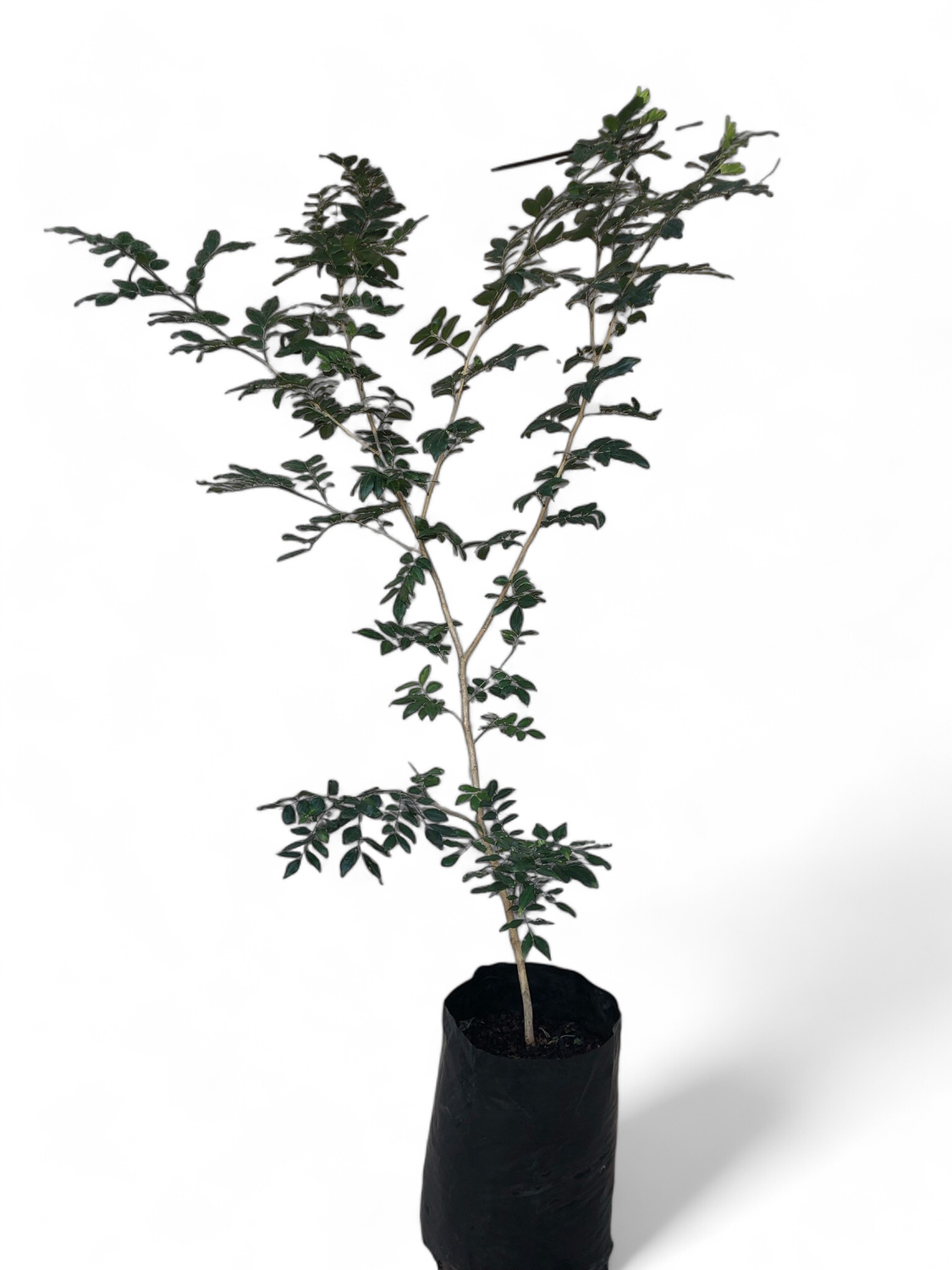 Murraya Exotica 20L