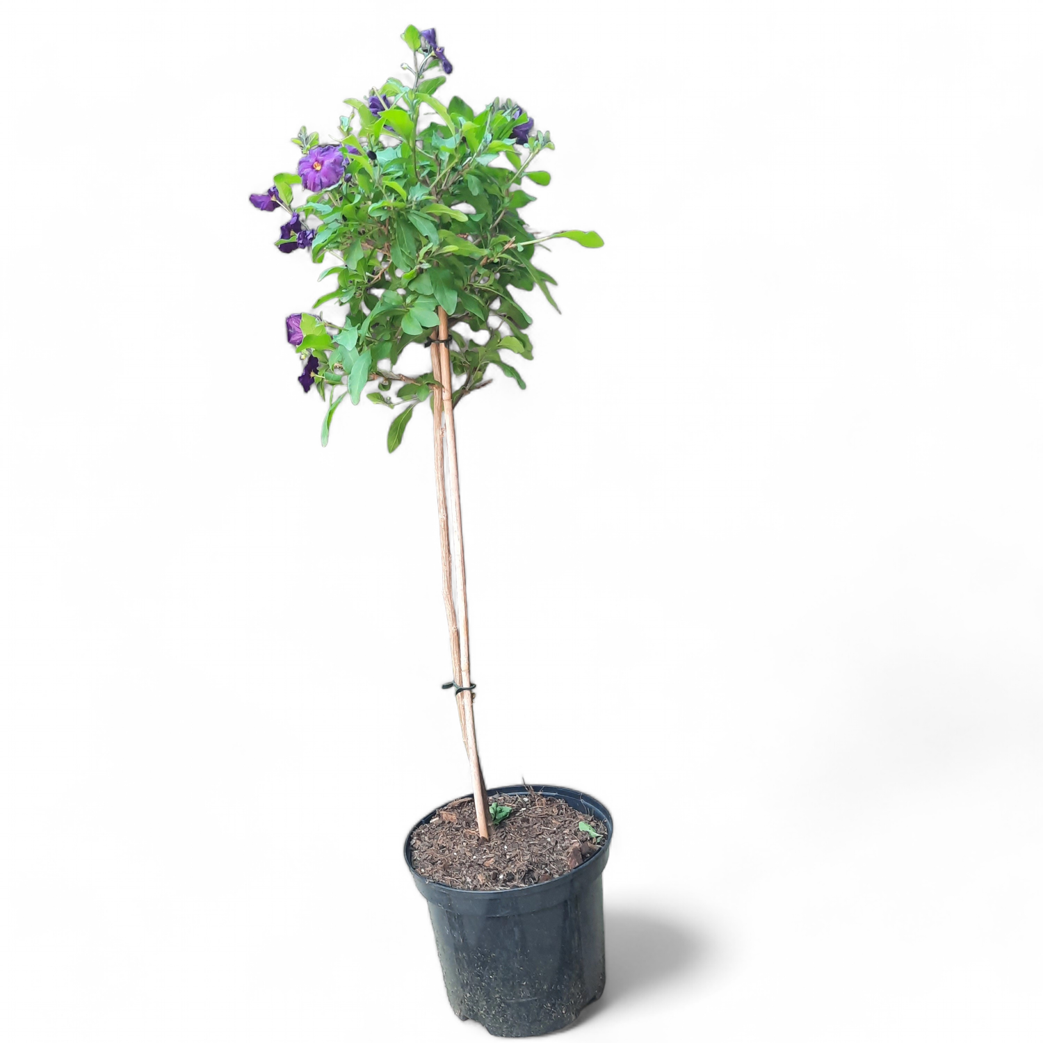 Solanum Purple Patio Standard 19cm Pot H800mm