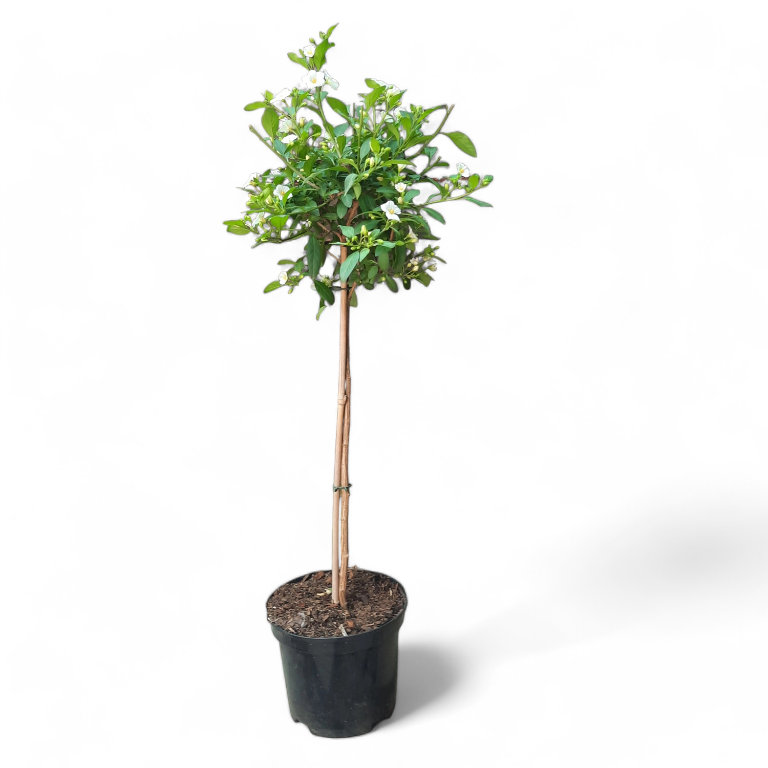 Solanum White Patio Standard 19cm Pot H800mm