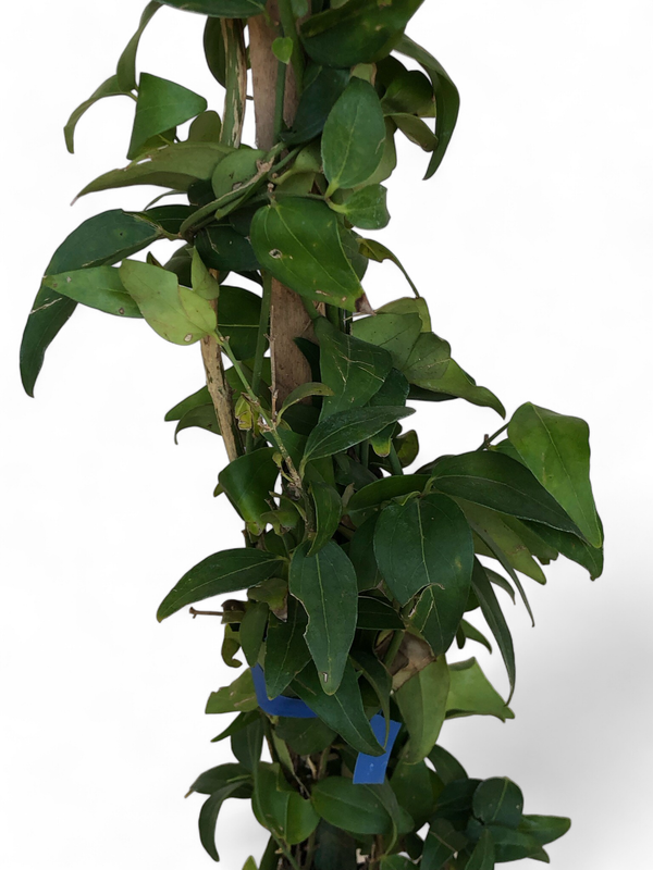 Jasminum Multipartitum "Star Jasmine" 10Liter