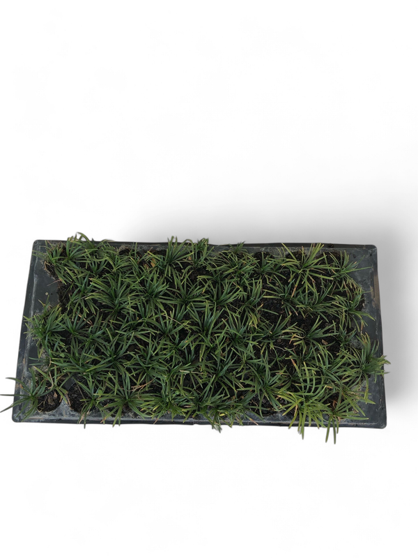 Mondo Grass Kyoto Dwarf &quot;45 plant&quot;  pack