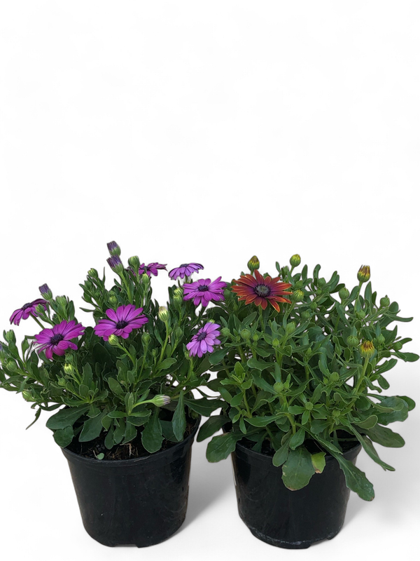 Osteospermum &quot;Ostica&quot; 15cm