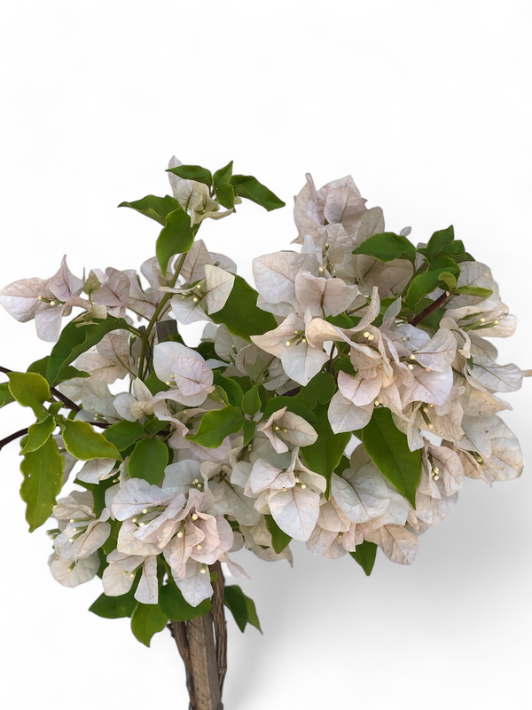 Bougainvillea STAKED "Various Colours" 10Liter (NOT FLOWERING NOW FEB2026)