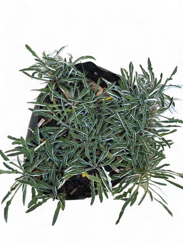 Dymondia "Silver Carpet" 1 Liter