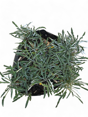 Dymondia "Silver Carpet" 1 Liter