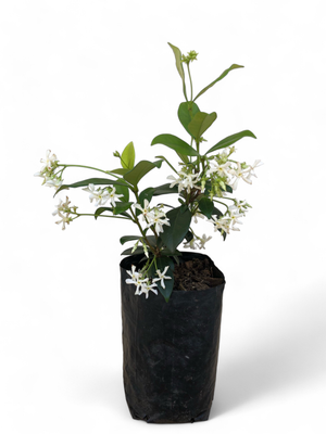 Trachelospermum Jasminoides &quot;Star Jasmine&quot; 1Liter